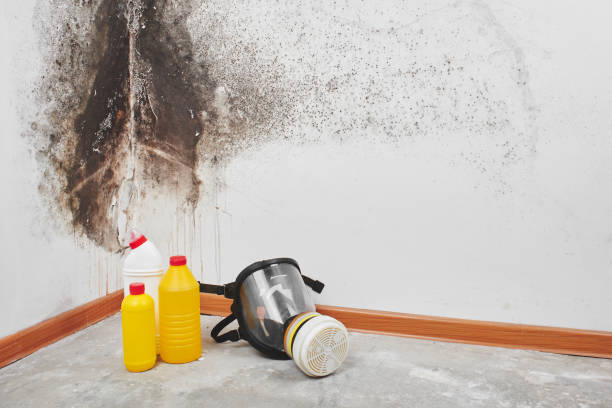 Best Mold Testing  in Tuckahoe, VA