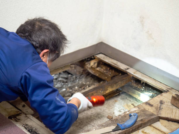 Best Water Damage Restoration  in Tuckahoe, VA