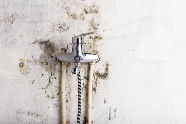 Best Black Mold Removal  in Tuckahoe, VA