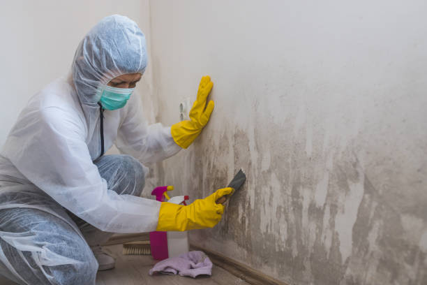 Best Certified Mold Removal  in Tuckahoe, VA