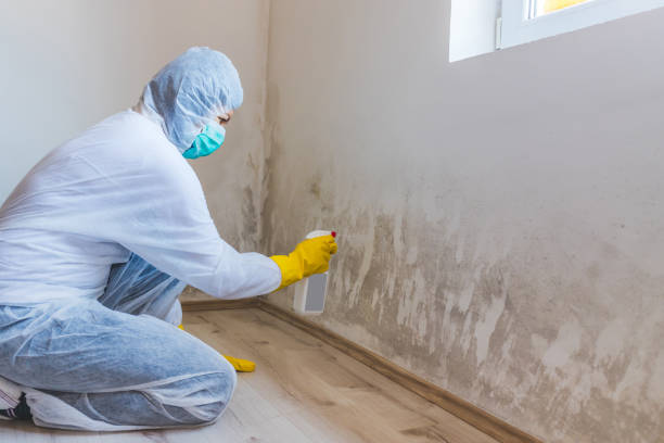 Best Mold Damage Repair  in Tuckahoe, VA