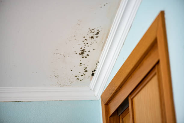 Best Mold Removal Company Near Me  in Tuckahoe, VA
